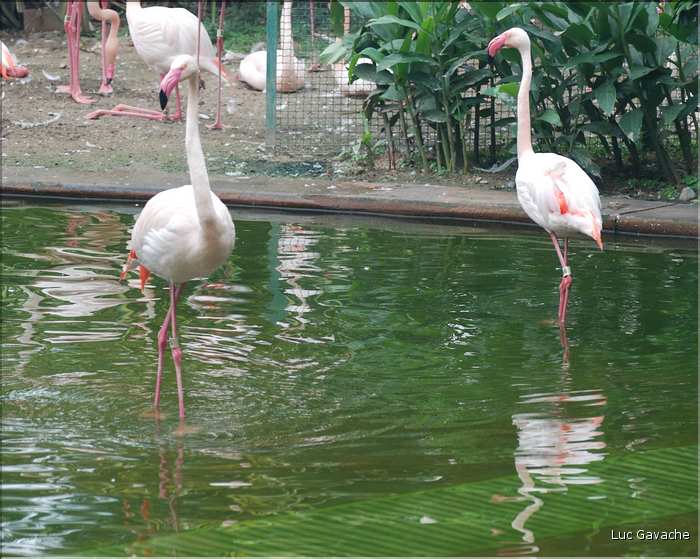 Au centre de Hong Kong, le parc Rowldown possède de nombreux animaux. (7)