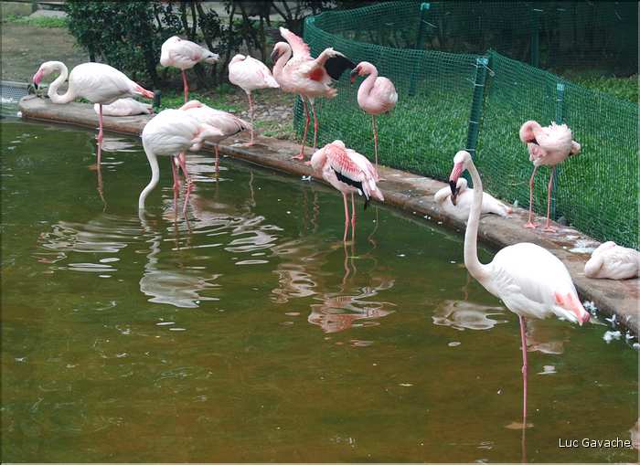 Au centre de Hong Kong, le parc Rowldown possède de nombreux animaux. (8)