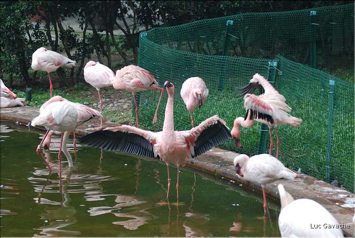Au centre de Hong Kong, le parc Rowldown possède de nombreux animaux. (9)