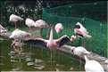 Au centre de Hong Kong, le parc Rowldown possède de nombreux animaux. (9)