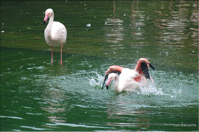 Au centre de Hong Kong, le parc Rowldown possède de nombreux animaux. (10)