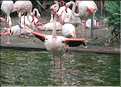 Au centre de Hong Kong, le parc Rowldown possède de nombreux animaux. (11)