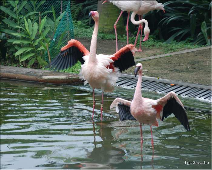 Au centre de Hong Kong, le parc Rowldown possède de nombreux animaux. (12)