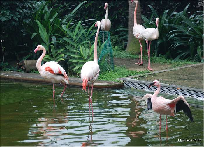Au centre de Hong Kong, le parc Rowldown possède de nombreux animaux. (13)
