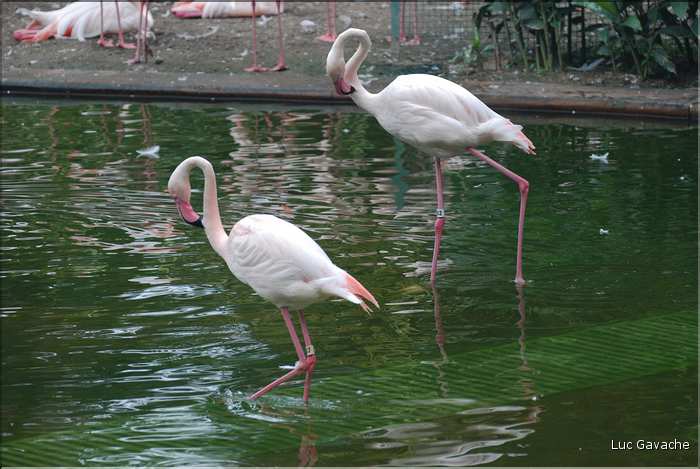 Au centre de Hong Kong, le parc Rowldown possède de nombreux animaux. (15)