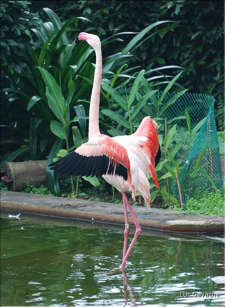 Au centre de Hong Kong, le parc Rowldown possède de nombreux animaux. (16)
