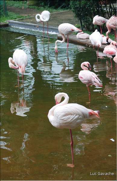 Au centre de Hong Kong, le parc Rowldown possède de nombreux animaux. (17)