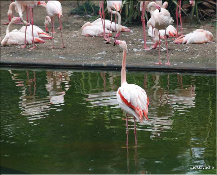 Au centre de Hong Kong, le parc Rowldown possède de nombreux animaux. (19)