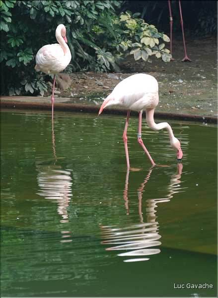 Au centre de Hong Kong, le parc Rowldown possède de nombreux animaux. (20)