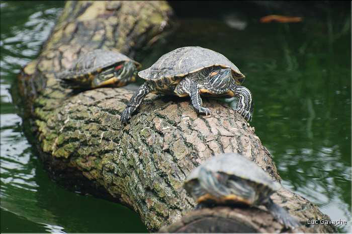 Au centre de Hong Kong, le parc Rowldown possède de nombreux animaux. (21)