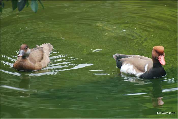 Au centre de Hong Kong, le parc Rowldown possède de nombreux animaux. (24)