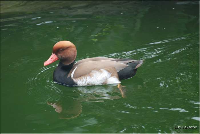 Au centre de Hong Kong, le parc Rowldown possède de nombreux animaux. (25)