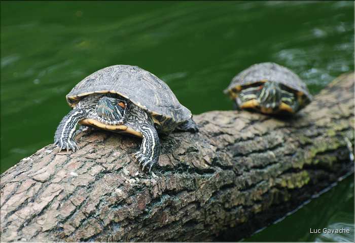 Au centre de Hong Kong, le parc Rowldown possède de nombreux animaux. (26)