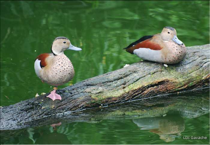 Au centre de Hong Kong, le parc Rowldown possède de nombreux animaux. (27)