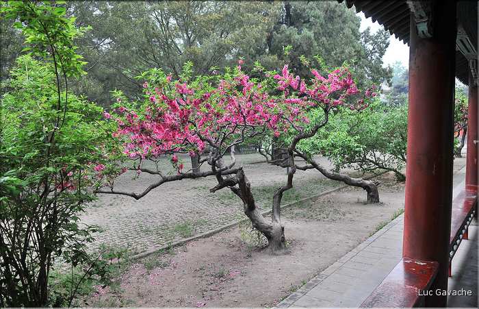 Le temple du ciel fut utilisé par les dynasties Ming et Qing pour célébrer les solstices d'hiver et d'été. (31)