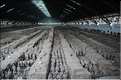 Datée de 2.000 ans, l'armée en terre cuite de 8.000 hommes, protégeait le tombeau de Qin Shi Huang Di, premier empereur de Chine. (5)