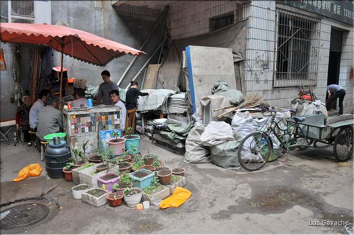 Marché des médecines traditionnelles chinoises de Xi'an. (9)