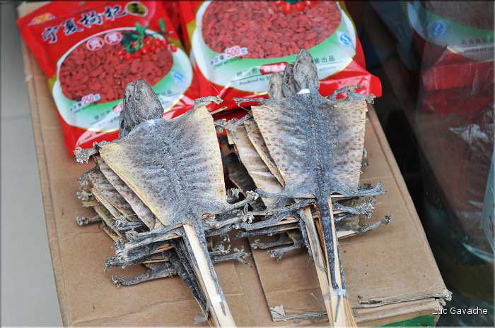 Marché des médecines traditionnelles chinoises de Xi'an. (10)