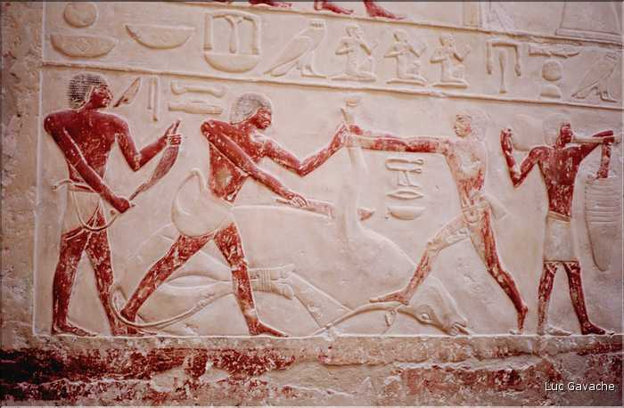 Bas-relief dans le Mastaba de la princesse Idout, nécropole de Sakkarah, 2360 av. J.C.