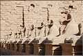 Allée de Sphinx à l'entrée du temple de Karnak, Louxor (1)