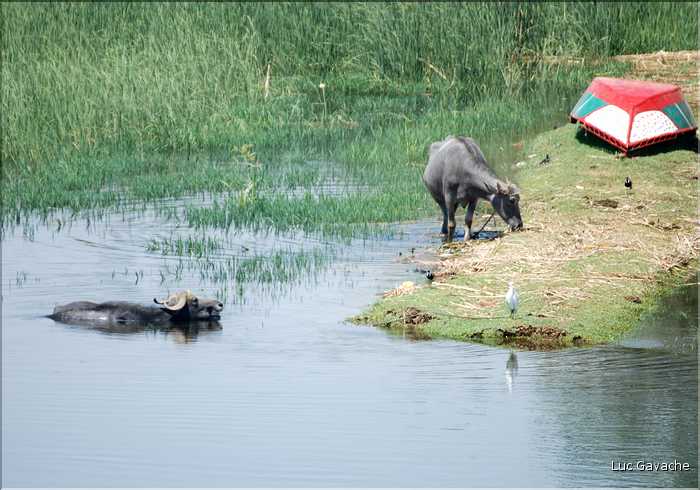 La vie du Nil sur les berges et sur l'eau (1)