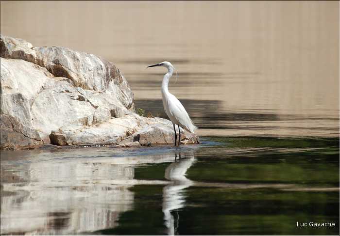Les oiseaux sacrés du Nil (1)
