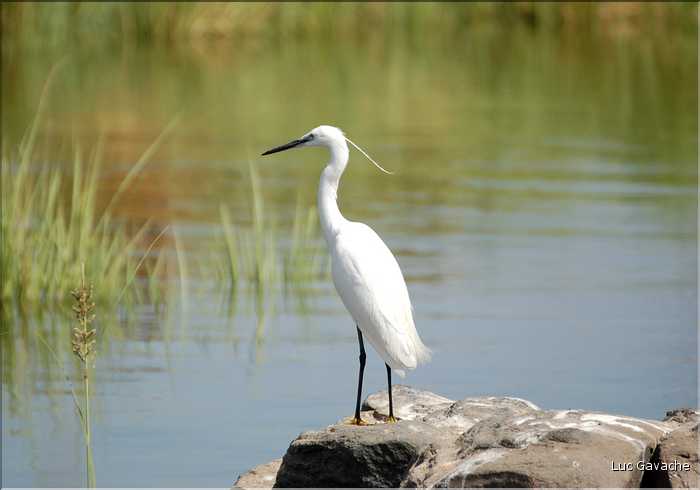 Les oiseaux sacrés du Nil (14)
