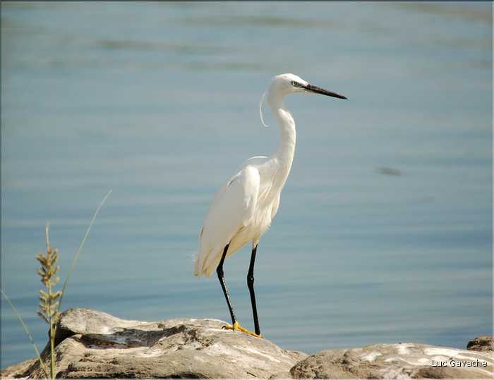 Les oiseaux sacrés du Nil (16)