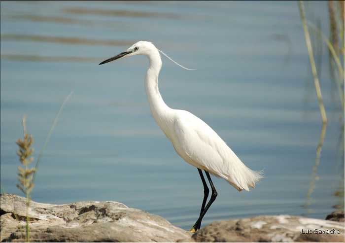 Les oiseaux sacrés du Nil (22)