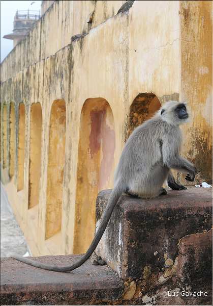 Situé à 11 km de Japur sur l'ancienne route de Delhi, la forteresse d'Amber fut rebâtie au XVI ème siécle. (13)