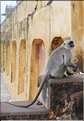 Situé à 11 km de Japur sur l'ancienne route de Delhi, la forteresse d'Amber fut rebâtie au XVI ème siécle. (13)