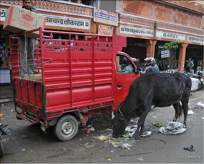 Scènes de vie dans la ville Rose de Japur, capitale du Rajasthan. (14)