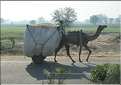 Route Japur-Agra dans l'Est du Rajasthan. (13)