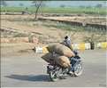 Route Japur-Agra dans l'Est du Rajasthan. (16)