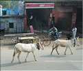 La route Japur-Agra se faufile dans un paysage rurale. (24)
