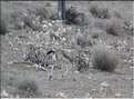 Animaux sauvages du désert de Thar. (2)