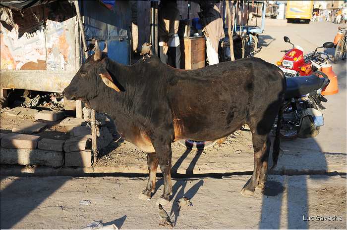 La région paysanne de Jojawar qui est située au Sud du Rajasthan est d'une grande authenticitée. (8)