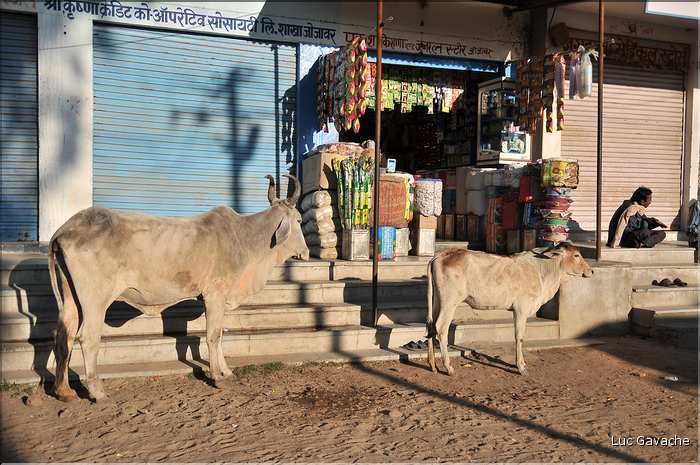 La région paysanne de Jojawar qui est située au Sud du Rajasthan est d'une grande authenticitée. (11)
