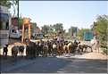 La région paysanne de Jojawar qui est située au Sud du Rajasthan est d'une grande authenticitée. (49)