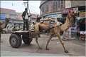 Bikaner est une ville très animée. (4)
