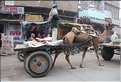 Bikaner est une ville très animée. (5)