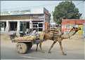 Bikaner est une ville très animée. (44)