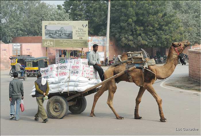 Bikaner est une ville très animée. (46)