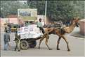 Bikaner est une ville très animée. (46)