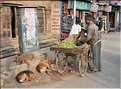 Traversé en Rickshaw du vieux Vanarasi, mieux connu sous le nom de Bénarès. (5)