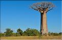 Piste le long de la côte ouest de Morondava à Belo-sur-mer. (5)