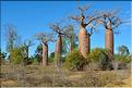 Baobabs bouteilles en arrivant sur Belo-sur-mer. (1)