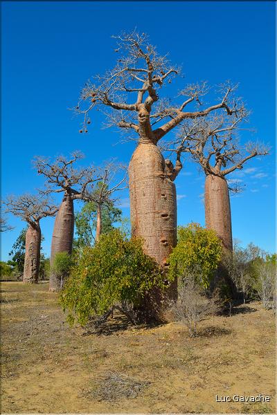 Baobabs bouteilles en arrivant sur Belo-sur-mer. (2)