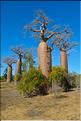 Baobabs bouteilles en arrivant sur Belo-sur-mer. (2)