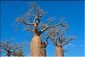 Baobabs bouteilles en arrivant sur Belo-sur-mer. (3)